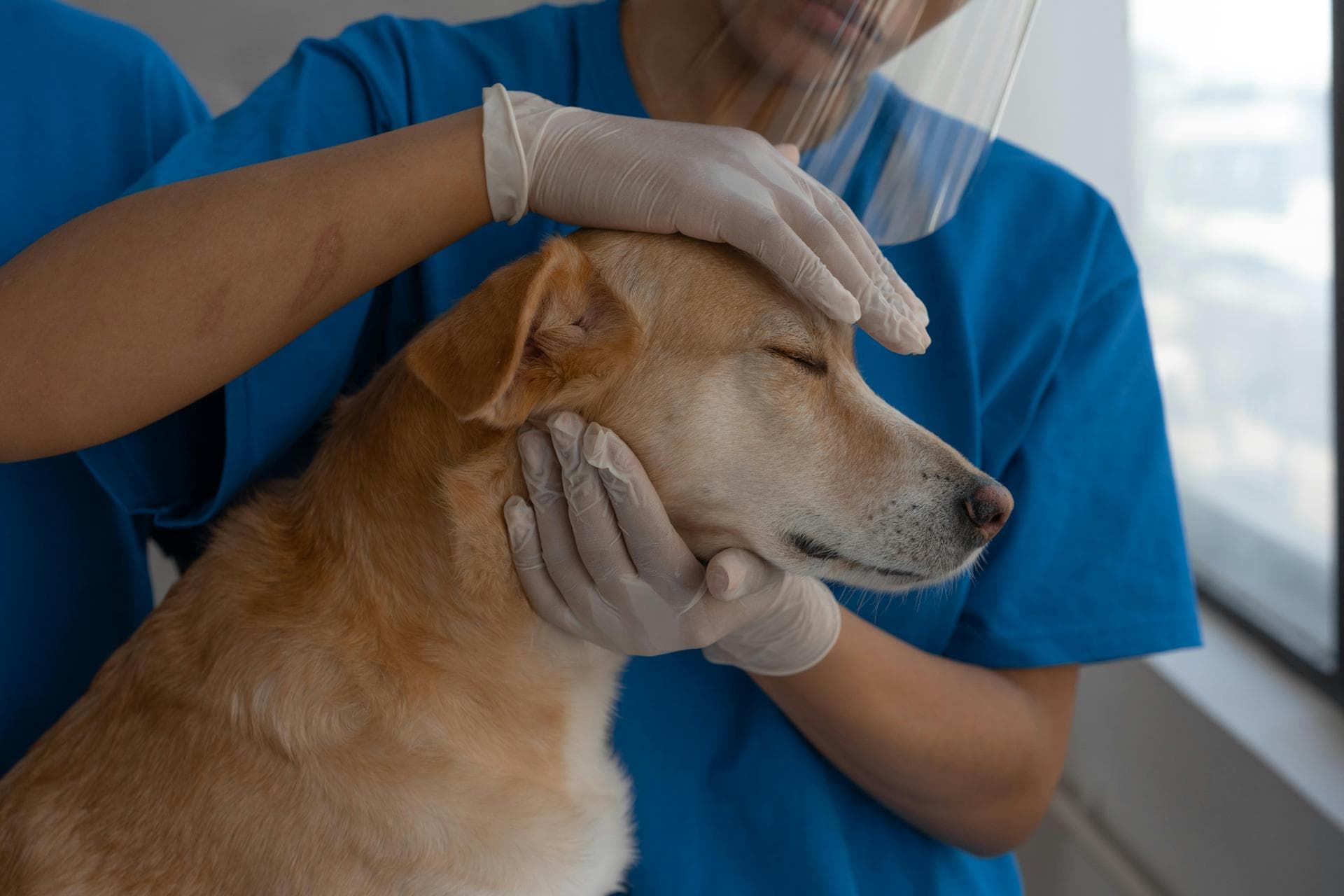 Best Vets in Hampton