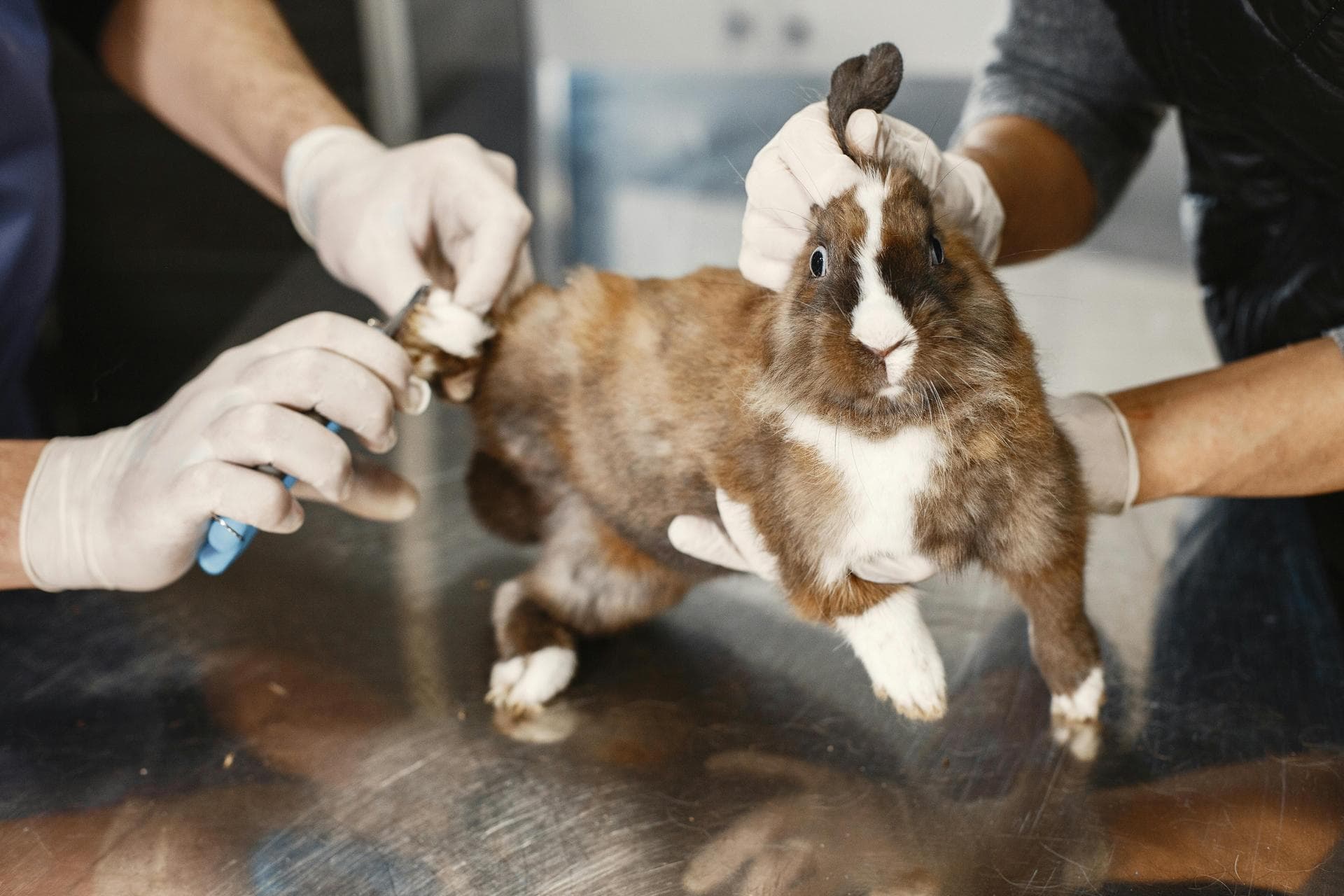 Best Vets in Exeter
