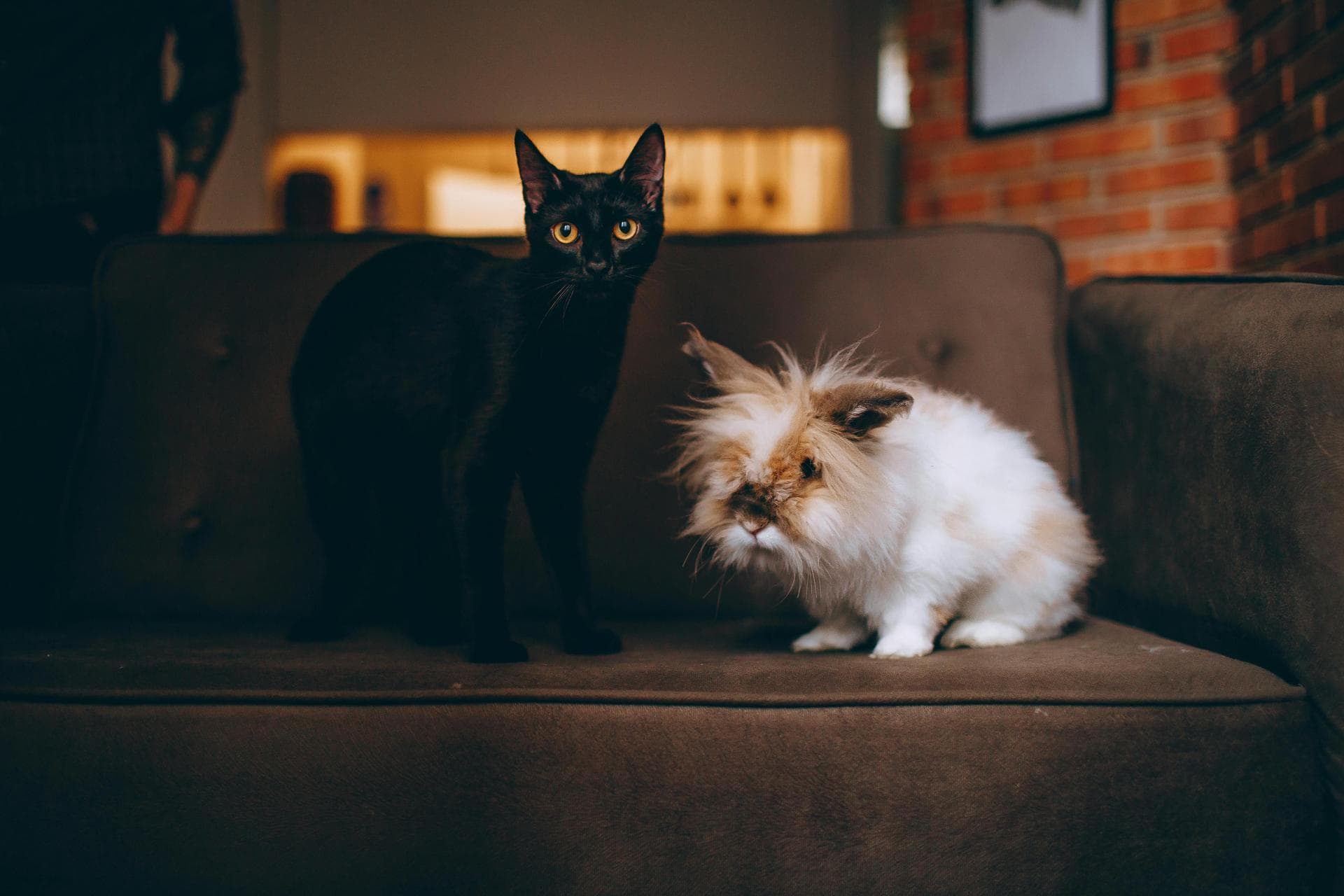 Dog & Cat Vets in Chichester