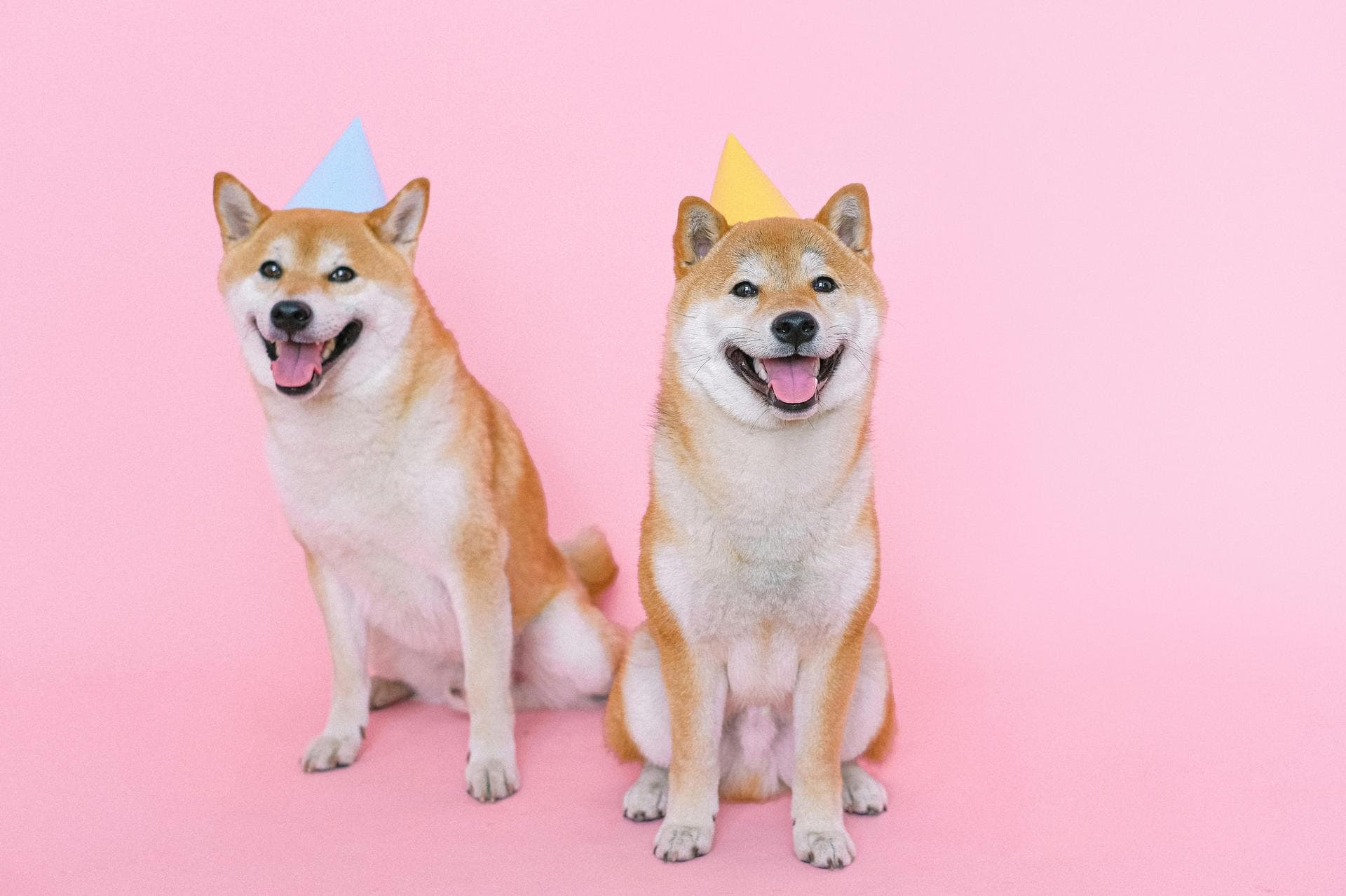 Dog & Cat Vets in Dover